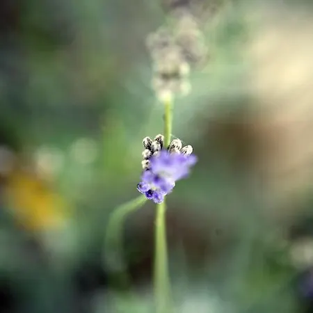 Farm stay E San Crispino