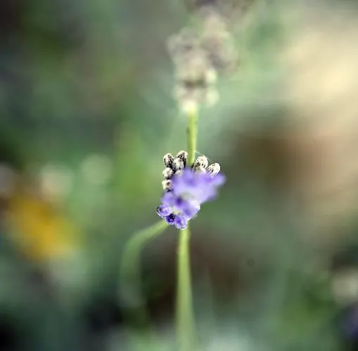 Farm stay E San Crispino